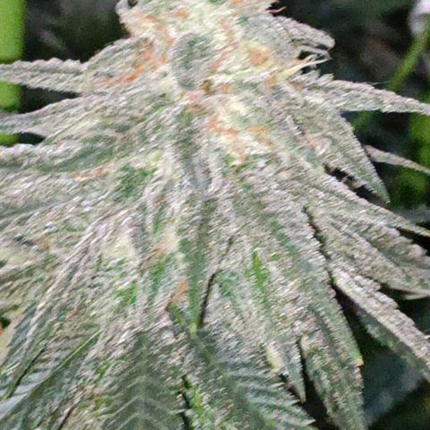 Moby Dick growlog photo: Último riego con fertilizante 👌