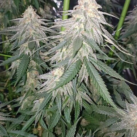 Moby Dick growlog photo: Último riego con fertilizante 👌