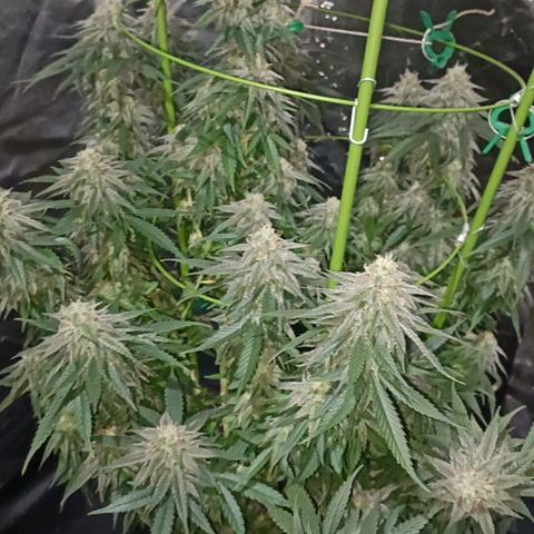 Moby Dick growlog photo: Último riego con fertilizante 👌