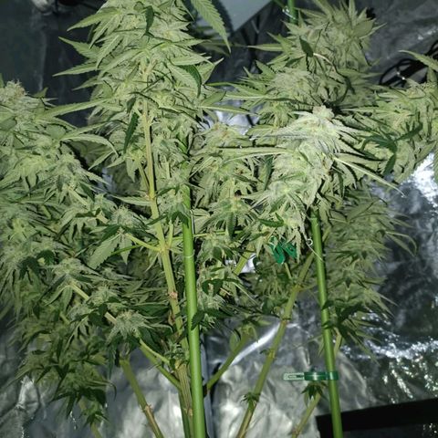 Moby Dick growlog timeline photo