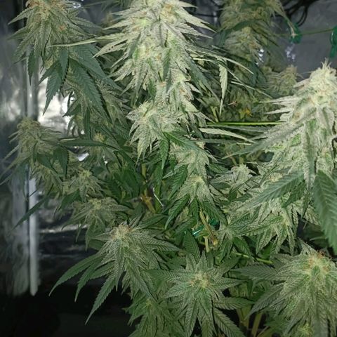 Moby Dick growlog timeline photo