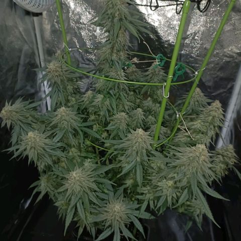 Moby Dick growlog timeline photo