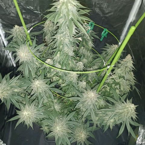 Moby Dick growlog timeline photo