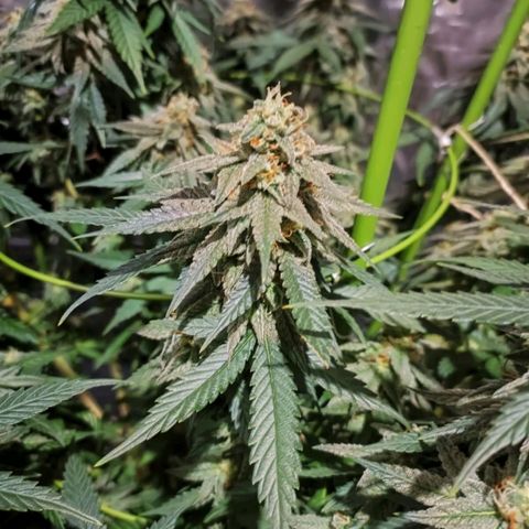 Moby Dick growlog timeline photo