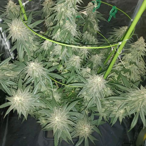 Moby Dick growlog timeline photo