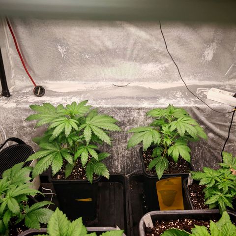 Cookies Gelato growlog timeline photo