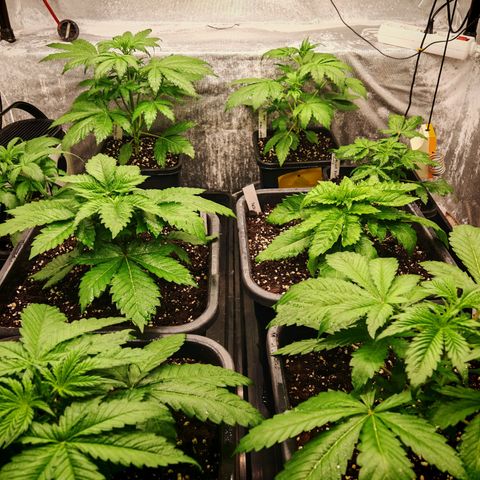 Cookies Gelato growlog timeline photo