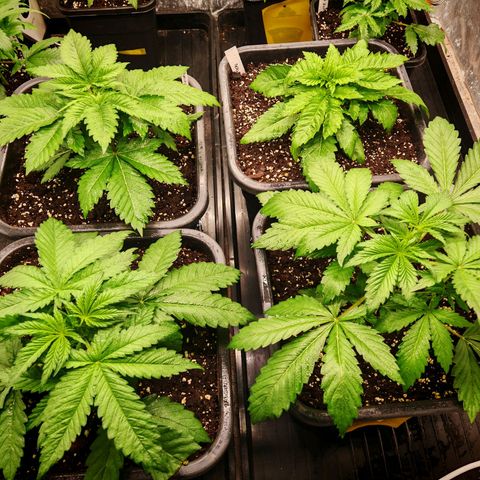 Apple Fritter Auto growlog timeline photo