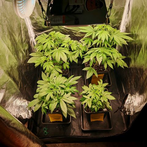 Lemon Pie Auto growlog timeline photo