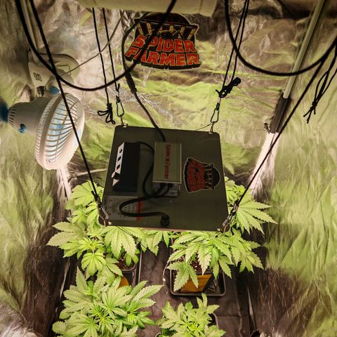 Lemon Pie Auto growlog timeline photo