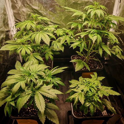 Lemon Pie Auto growlog timeline photo