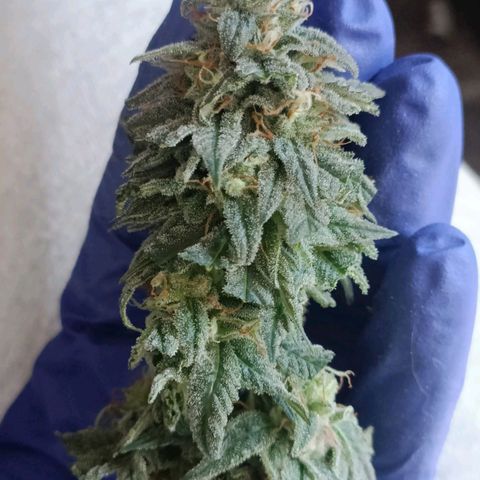 Moby Dick growlog timeline photo