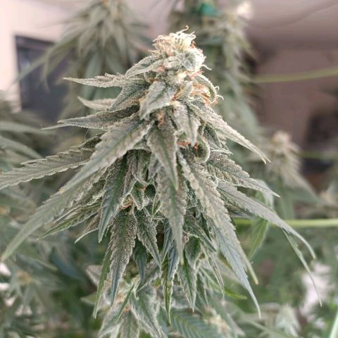 Moby Dick growlog timeline photo