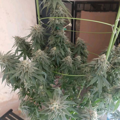 Moby Dick growlog timeline photo