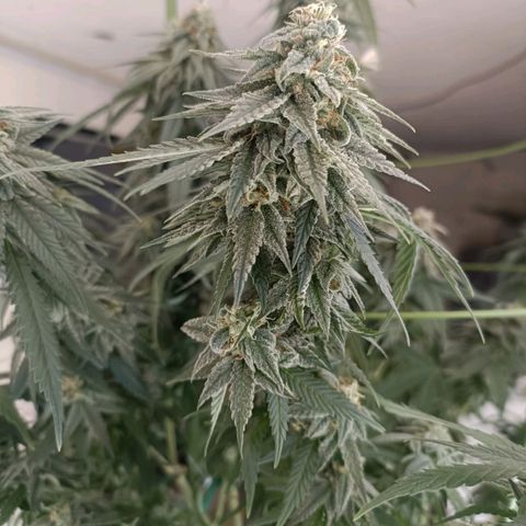 Moby Dick growlog timeline photo