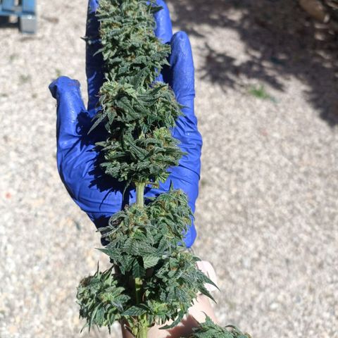 Moby Dick growlog timeline photo