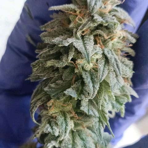 Moby Dick growlog timeline photo