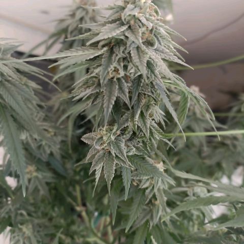 Moby Dick growlog timeline photo