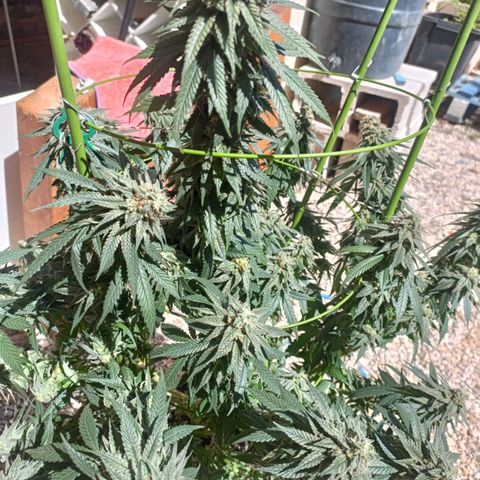 Moby Dick growlog timeline photo