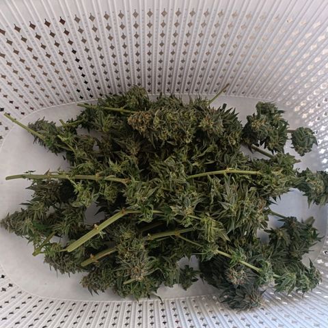 Moby Dick growlog timeline photo