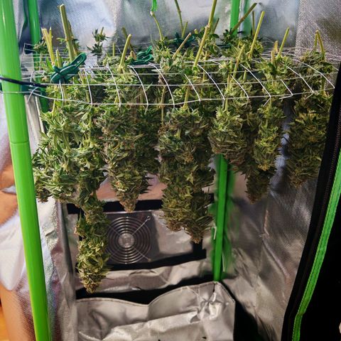 Moby Dick growlog timeline photo