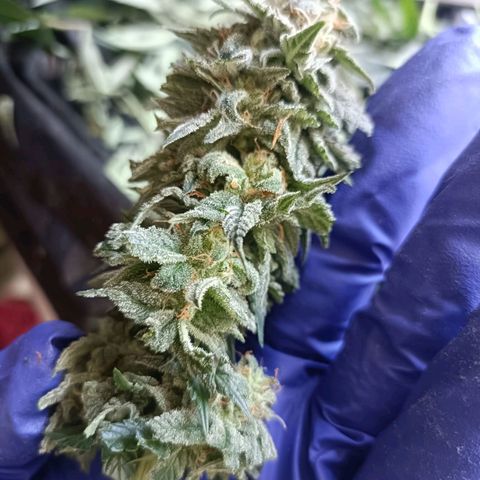Moby Dick growlog timeline photo