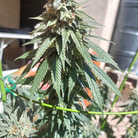 Moby Dick growlog timeline photo