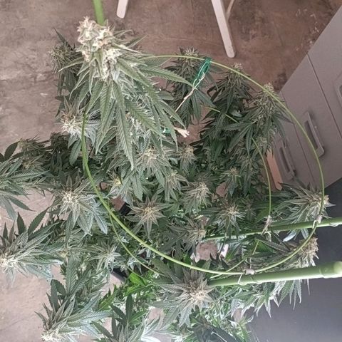 Moby Dick growlog timeline photo