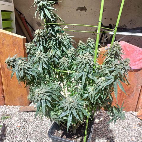 Moby Dick growlog timeline photo