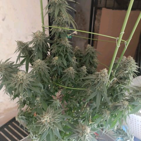 Moby Dick growlog timeline photo