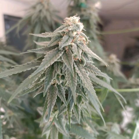 Moby Dick growlog timeline photo