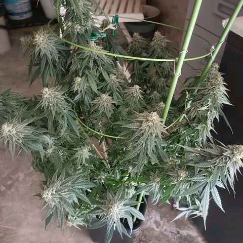 Moby Dick growlog timeline photo