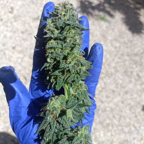 Moby Dick growlog timeline photo