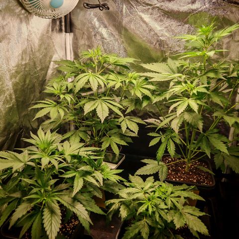 Lemon Pie Auto growlog timeline photo