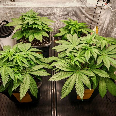Cookies Gelato growlog timeline photo