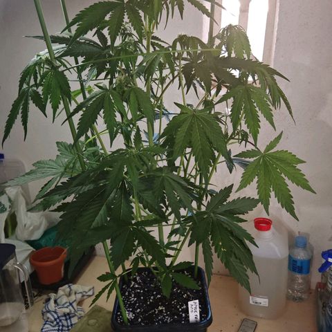 Apple Fritter Auto growlog timeline photo