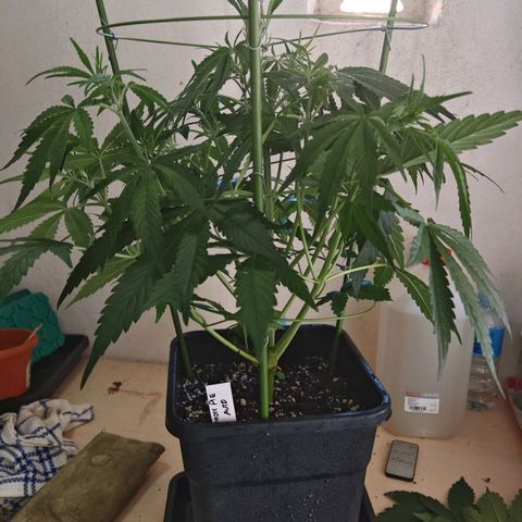 Lemon Pie Auto growlog timeline photo