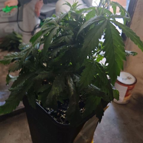 Gorilla Zkittlez Auto growlog timeline photo