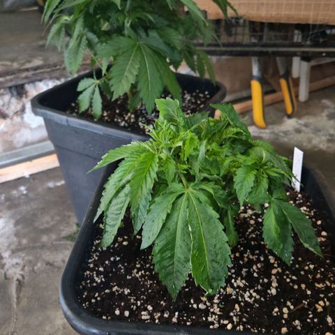 Critical growlog timeline photo