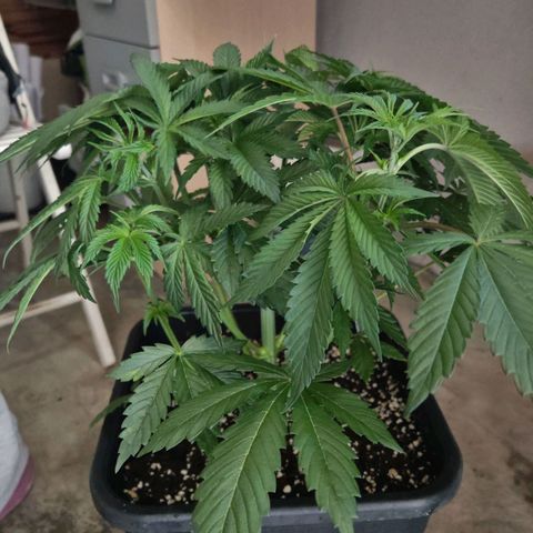 Special Queen #1 growlog timeline photo