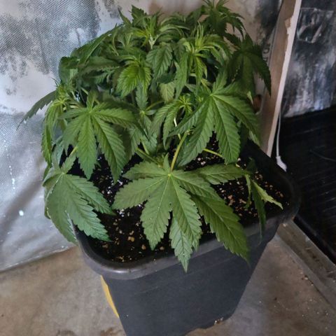 Cookies Gelato growlog timeline photo