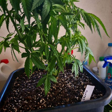 Cookies Gelato growlog timeline photo