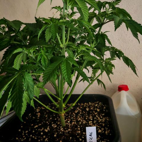 Critical growlog timeline photo