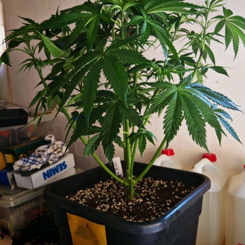 Special Queen #1 growlog timeline photo