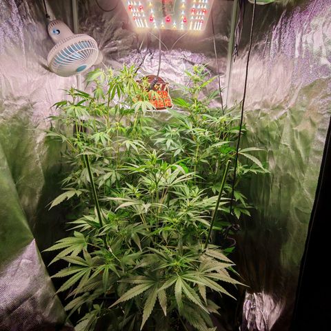 Lemon Pie Auto growlog timeline photo