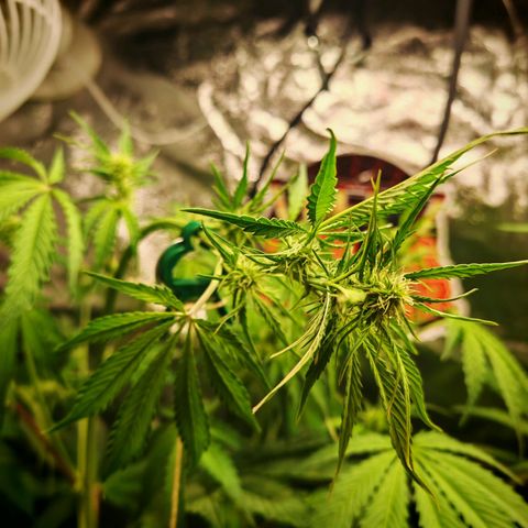 Lemon Pie Auto growlog timeline photo