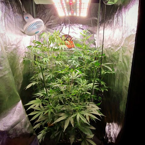 Lemon Pie Auto growlog timeline photo
