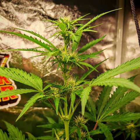 Lemon Pie Auto growlog timeline photo