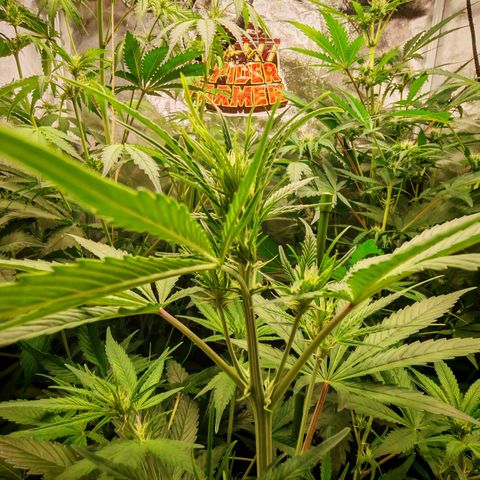 Lemon Pie Auto growlog timeline photo