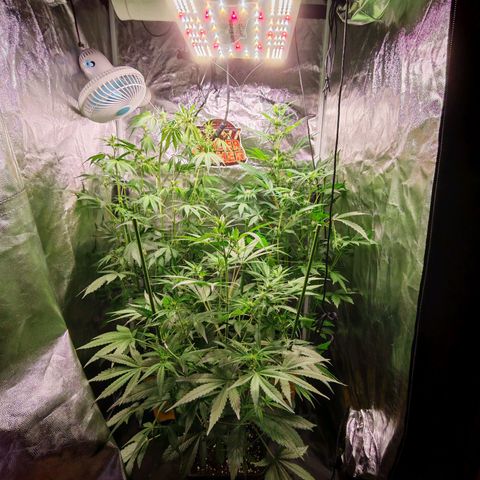 Lemon Pie Auto growlog timeline photo